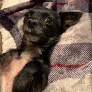 Meet your Posher, Ginger